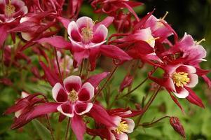 City of Red Deer official flower, the Crimson Start Columbine