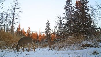 Animals and Wildlife deer photo