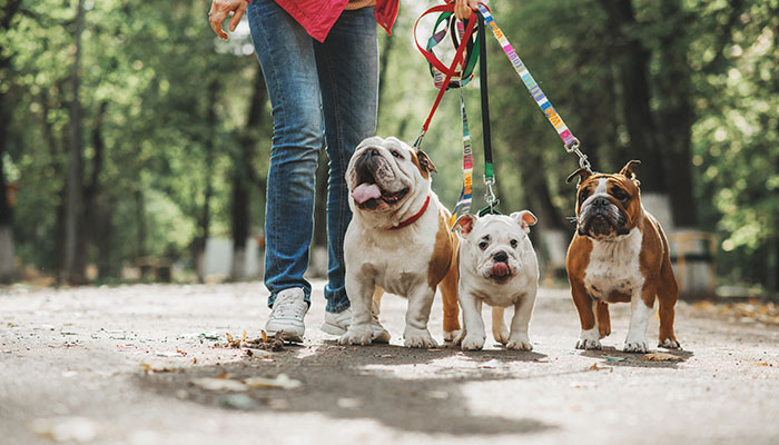photo of three dogs on leashes being walked by their owner