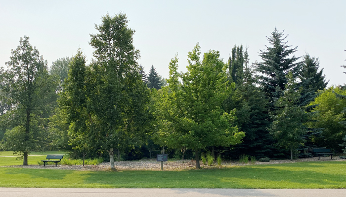 Memorial Benches and Trees