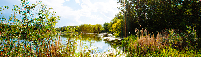 McKenzie Pond feature image