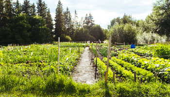 Garden Plots - 350 x 200 - 1