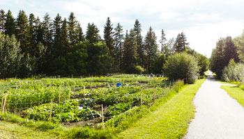 Garden Plots - 350 x 200 - 4