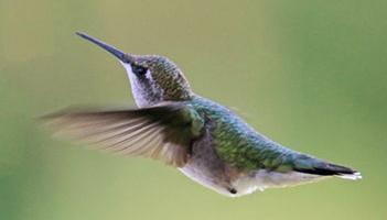 image of a hummingbird