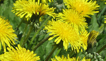 dandelion