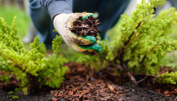 Apply for a plant or mulch rebate