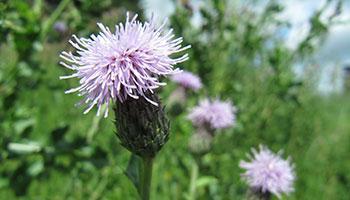 Canadian thistle image