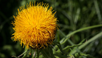 Photo of Bighead Knapweed