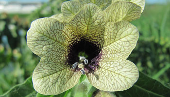 Black-Henbane