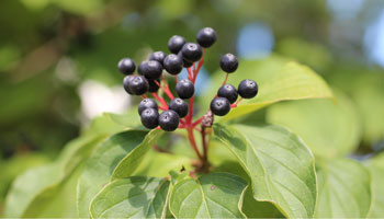 Photo of Common Buckthorn