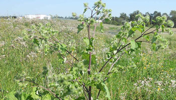 Common Burdock