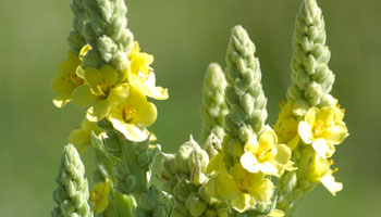 Photo of Common Mullein