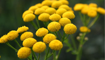 Photo of Common-Tansy