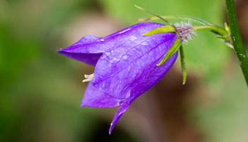 Photo of Creeping-Bellflower