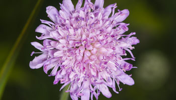 Photo of Field Scabious