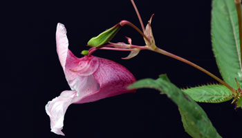 Photo of Himalayan-Balsam-thumbnail