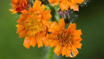 Photo of Orange Hawkweed