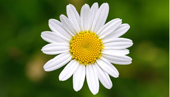 Photo of Oxeye Daisy