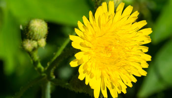 Photo of Perennail Sow-thistle