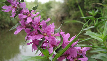 Purple Loosestrife