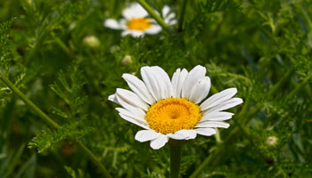 Photo of Scentless-Chamomile