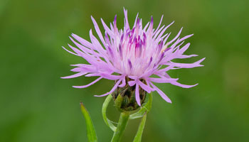 Photo of Spotted Knapweed