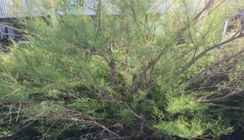 Photo of Tamarisk