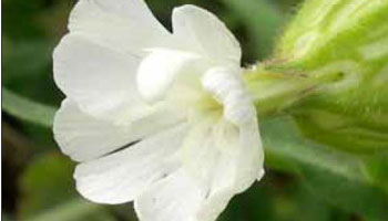 Photo of White Cockle