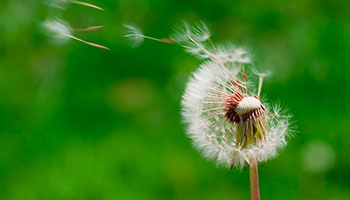 Dandelion