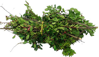 Yard waste tree clippings