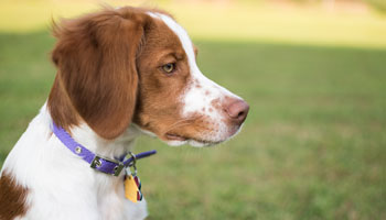 Brittany spaniel in profile with collar and licence visible