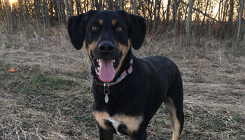 photo of happy dog