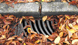 leaves covering storm drain