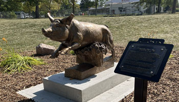 Francis the Pig