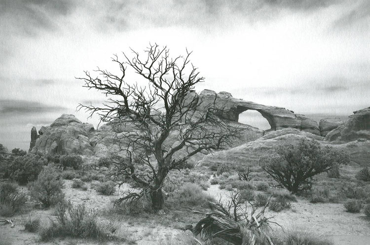 Photo of a lone tree with no leaves in a bare landscape.