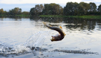 Photo of the open mouth of a newly caught fish