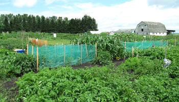 Vegetables growing in Piper Creek Gardens with barn in the background.