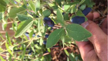 close up of haskap berries growing in community orchard