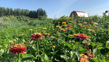 Piper Creek Garden Flowers