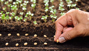 Hand planting a row of seeds in a garden