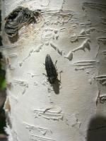 Bronze Birch Borer insect