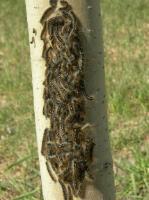 Forest Tent Caterpillar