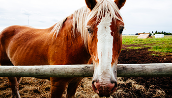 Heritage Ranch Horse