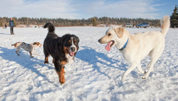 three happy dogs playing at Three Mile Bend