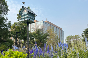 photo of flower bed in full bloom from City Hall