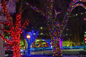 Photo of City-Hall-Park---Winter-large-trees