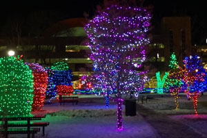 photo of City-Hall-Park in the Winter---wall-of-trees