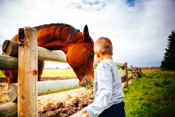 Summer - Heritage Ranch - Horses - Landscape - 13- x1024